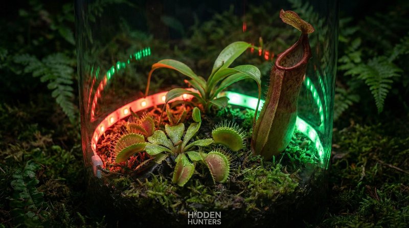 网红主播植物视频-食虫植物微距视频拍摄